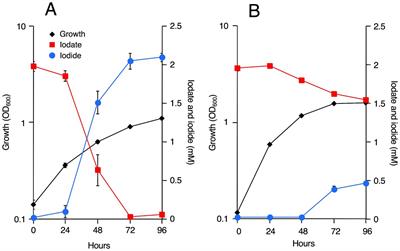 Iodate reduction by marine aerobic bacteria